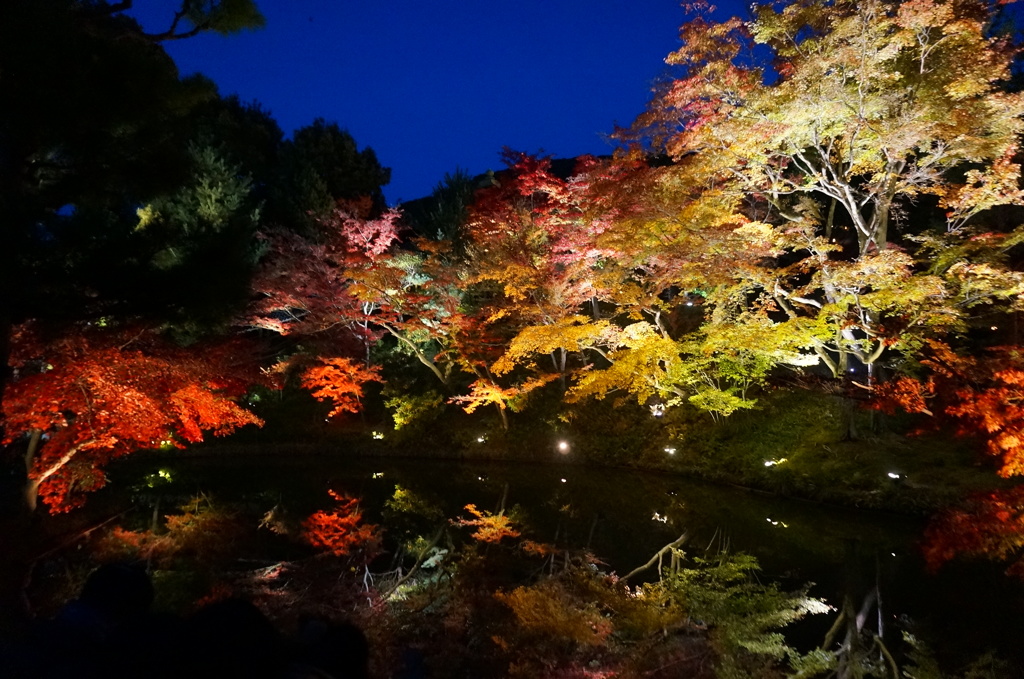 高台寺紅葉ライトアップ