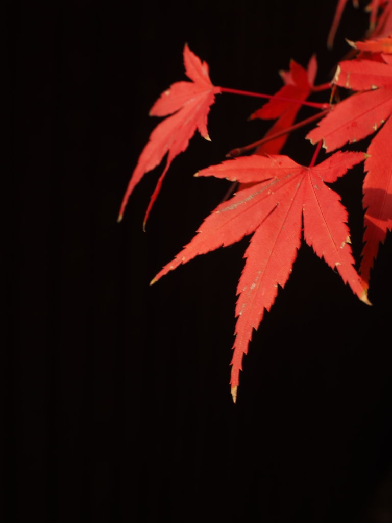紅と黒