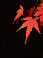 紅と黒