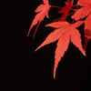 紅と黒