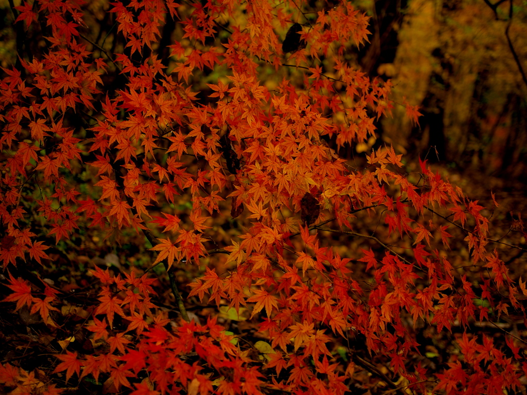 紅模様