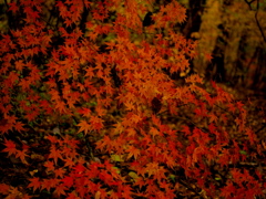 紅模様