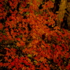 紅模様