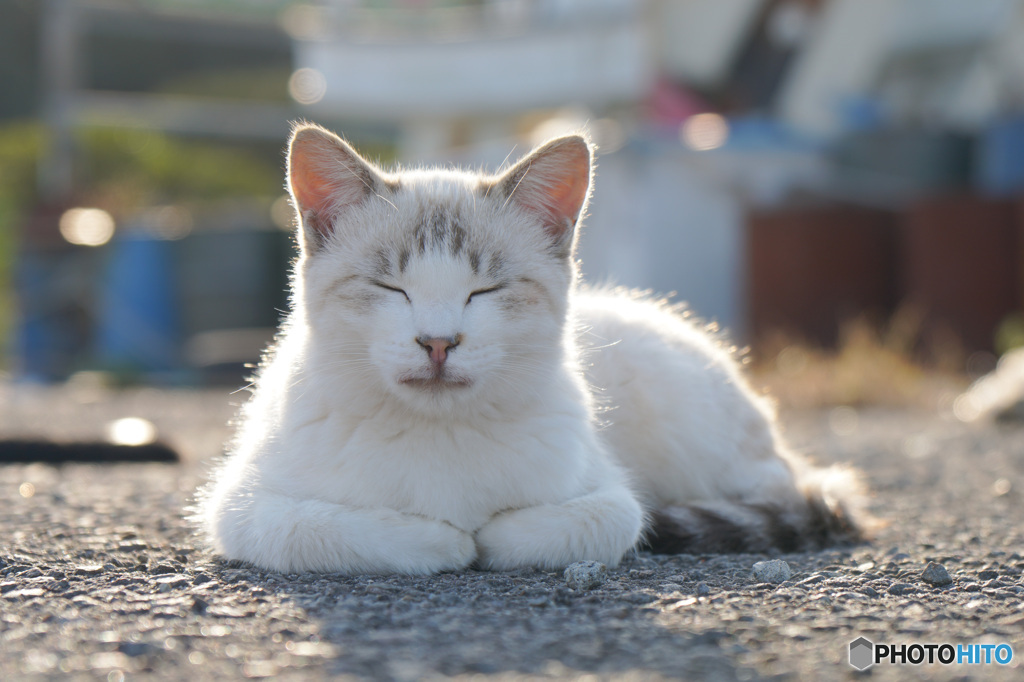 ねこ
