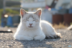 ねこ