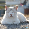 ねこ