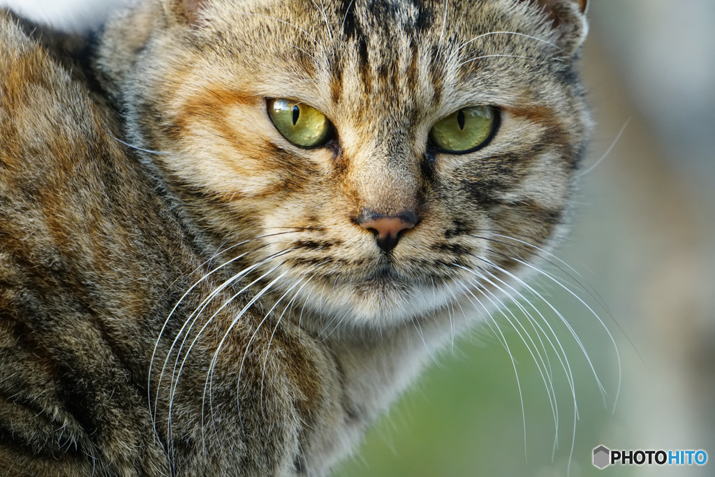 ねこ