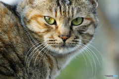 ねこ