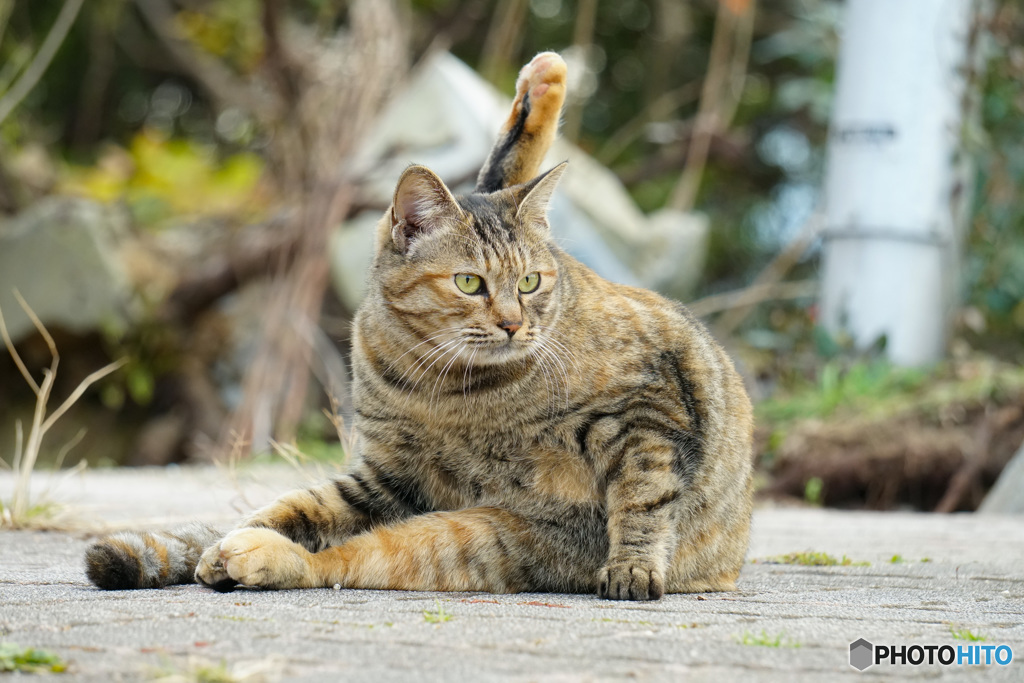 ねこ