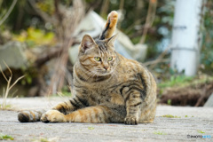ねこ