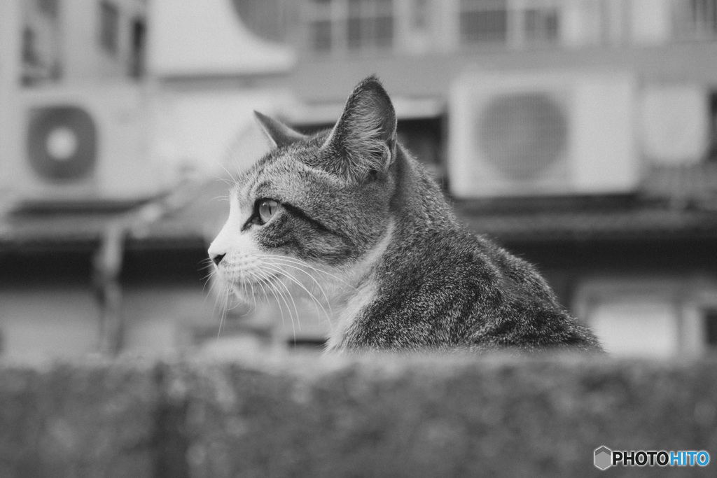 ねこ