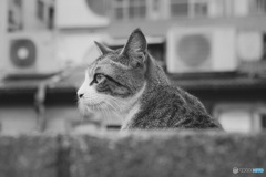 ねこ