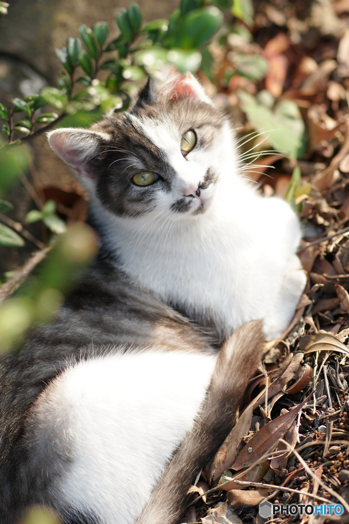 neko