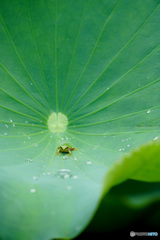 かえる