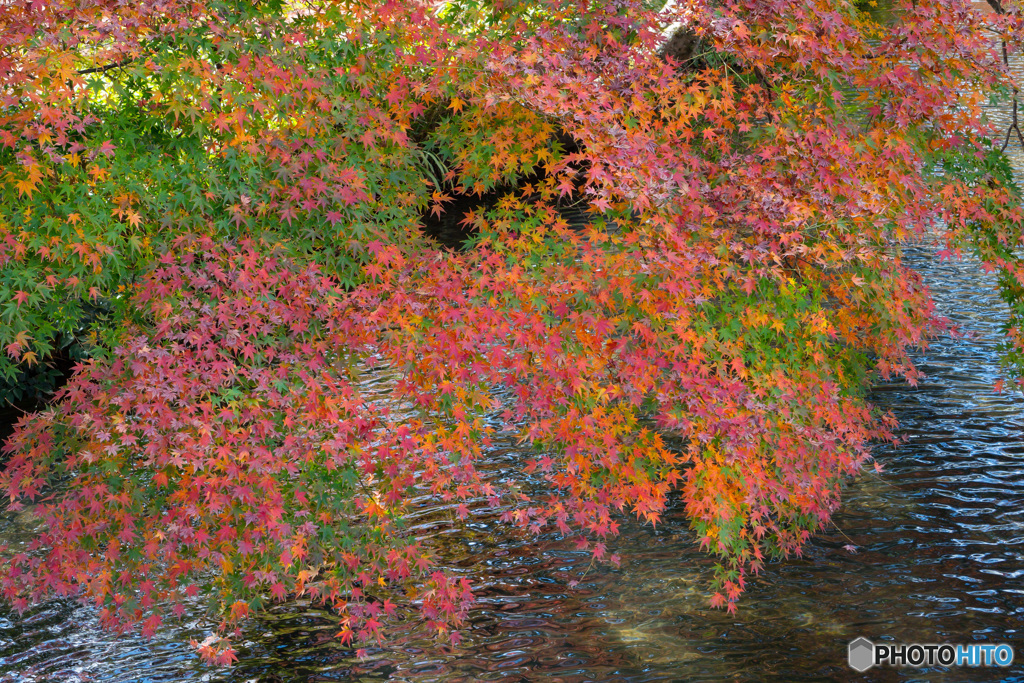 紅葉
