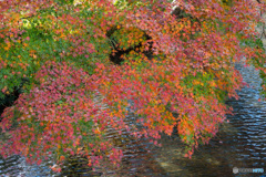 紅葉