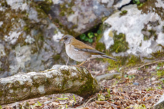 野鳥