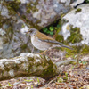 野鳥