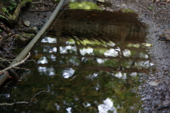 男池湧水群1