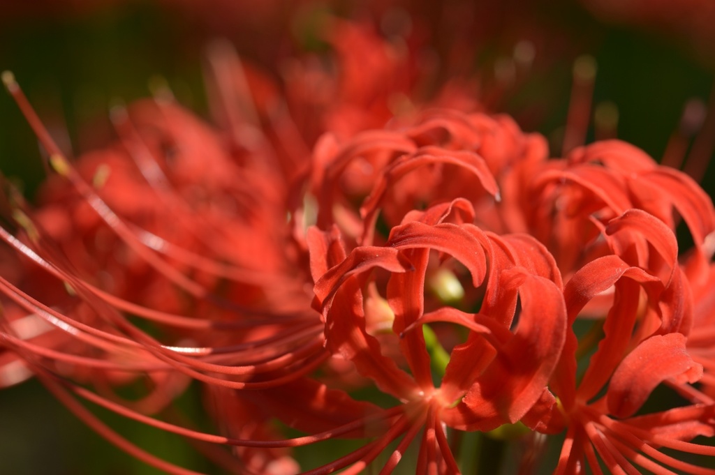 紅華