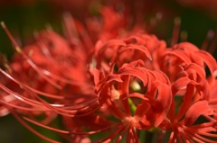 紅華