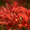 紅華