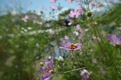 花の匂いに誘われて