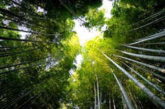 天に向かって