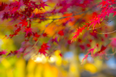 真っ赤な花