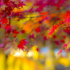 真っ赤な花