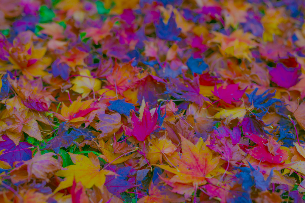 紅葉