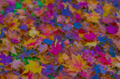 紅葉