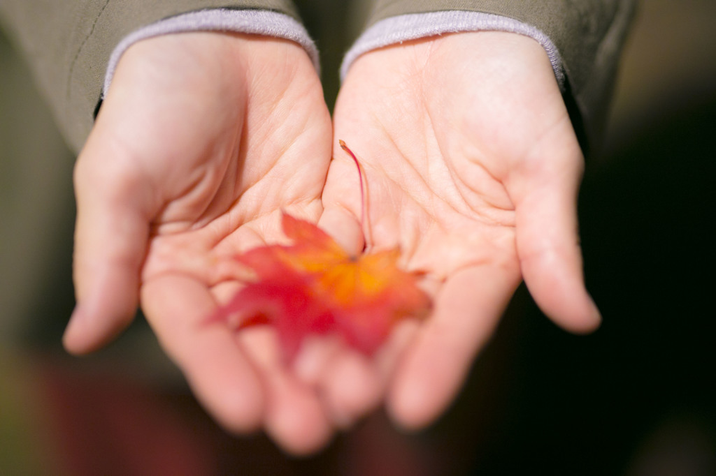 紅葉のプレゼント