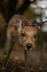 「せんべいは？」