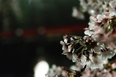 雨桜