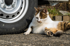 琵琶湖のねこ