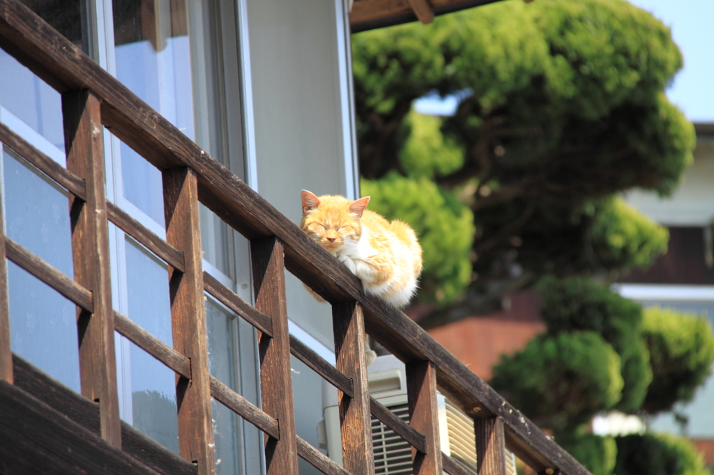 日向ぼっこ