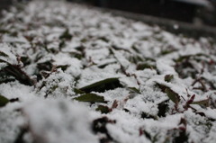 粉雪