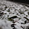粉雪