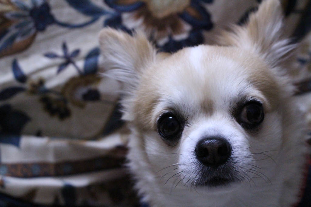 愛犬