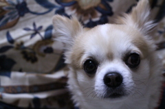 愛犬