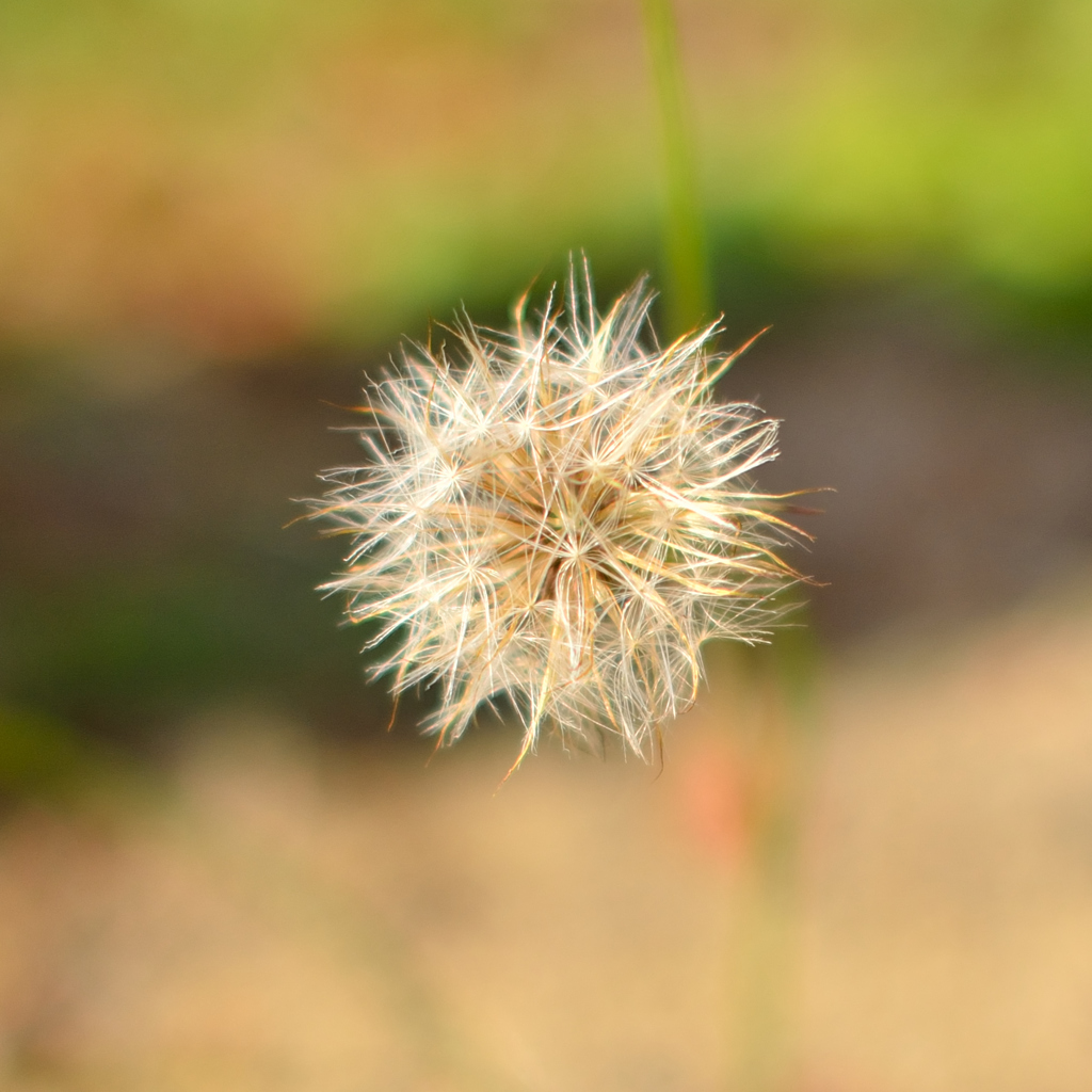 綿毛