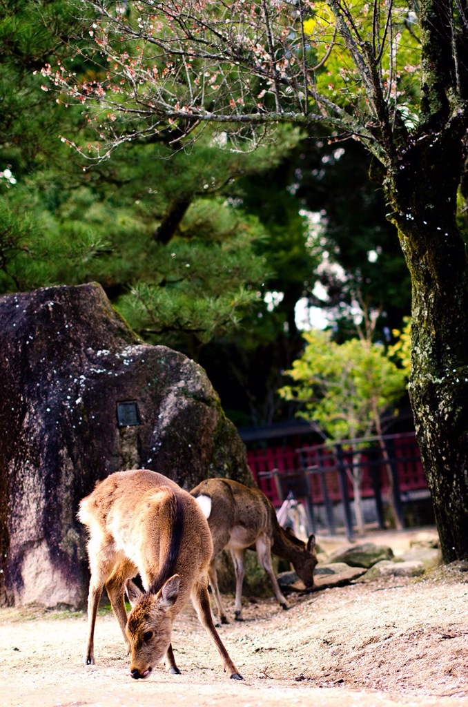 ひらひら♪