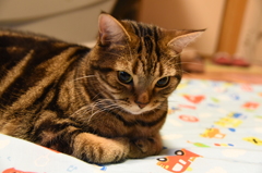 物思いに耽る猫