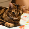 物思いに耽る猫