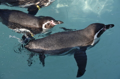 ペンギン