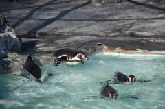 飛び込むペンギン