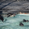 飛び込むペンギン