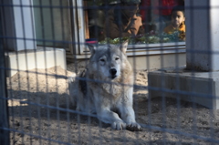 犬じゃないよ
