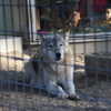 犬じゃないよ